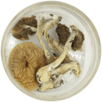 African Cubensis (Panaeolus africanus) | Shroom Store Canada