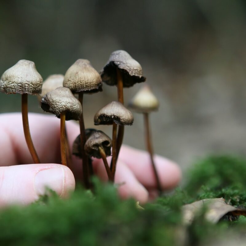 Guide to Magic Mushrooms | Shroom Store Canada