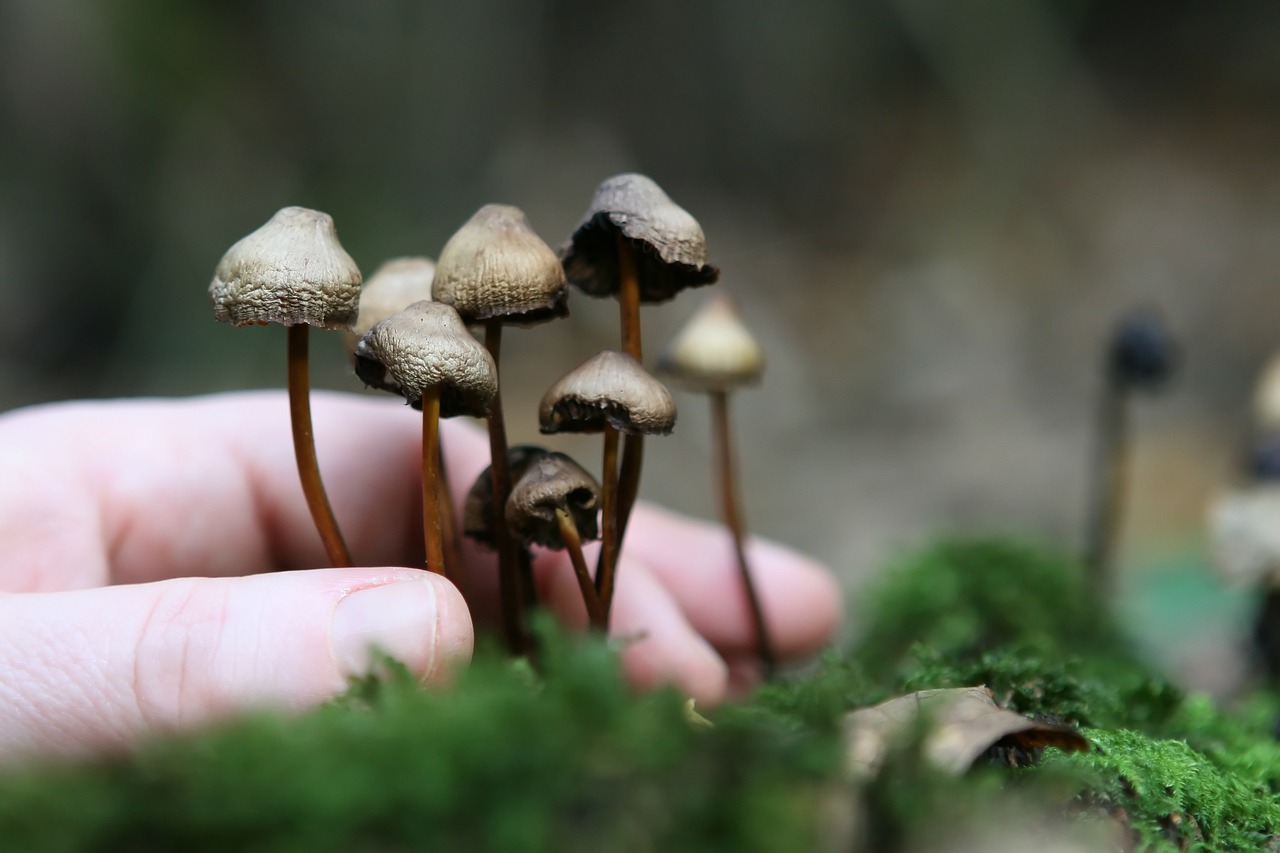 The Foundation of Magic Mushroom Growth