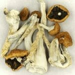 Creeper | Shroom Store Canada