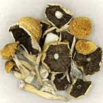 Penis Envy Cubensis | Shroom Store Canada