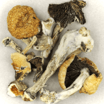 Thai Elephant | Shroom Store Canada