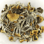 Daddy Long Legs | Shroom Store Canada