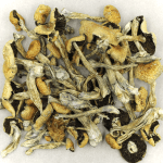 Puerto Rican | Shroom Store Canada