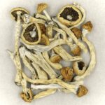 Texas Yellow Cap | Shroom Store Canada