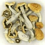 Vietnamese | Shroom Store Canada