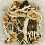Cuban | Shroom Store Canada