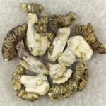 White Burma | Shroom Store Canada