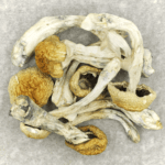 Chitwan Nepal | Shroom Store Canada