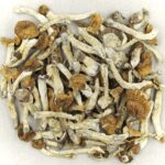 Florida White | Shroom Store Canada
