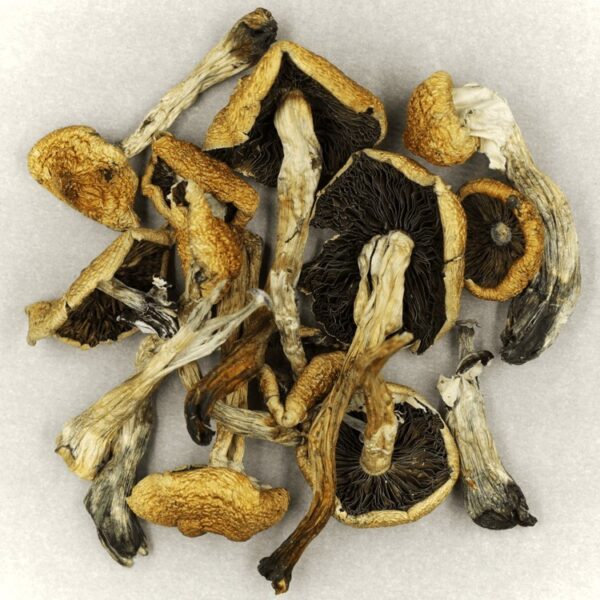 Malabar | Shroom Store Canada
