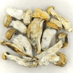 Melmac | Shroom Store Canada