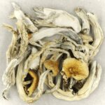 Treasure Coast | Shroom Store Canada