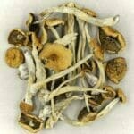Mexicana | Shroom Store Canada