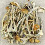 Amazonian Cubensis | Shroom Store Canada