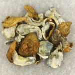King Kong | Shroom Store Canada