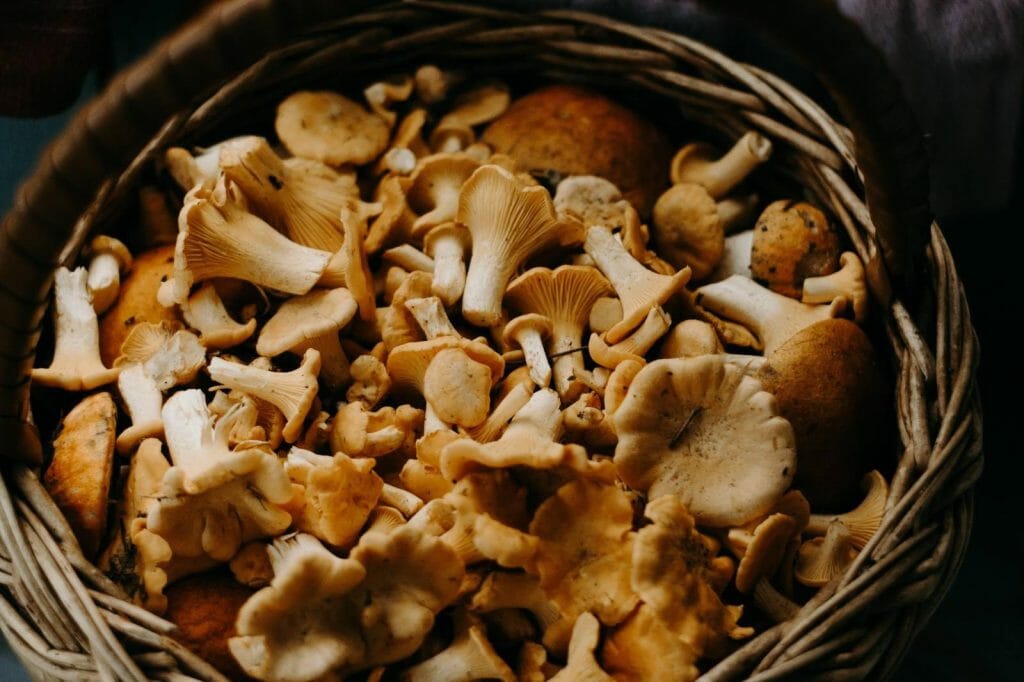 How to Store Shrooms Properly Buy shrooms online Shroom Store Canada