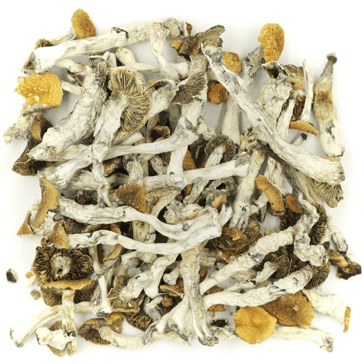 What are the Best Shrooms Online? Mush Golden Teacher at Shroom Store Canada