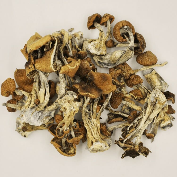 A New Trend In Wellness Is Psilocybe Cubensis And Microdosing Psilocybe Cubensis at Shroom Store Canada