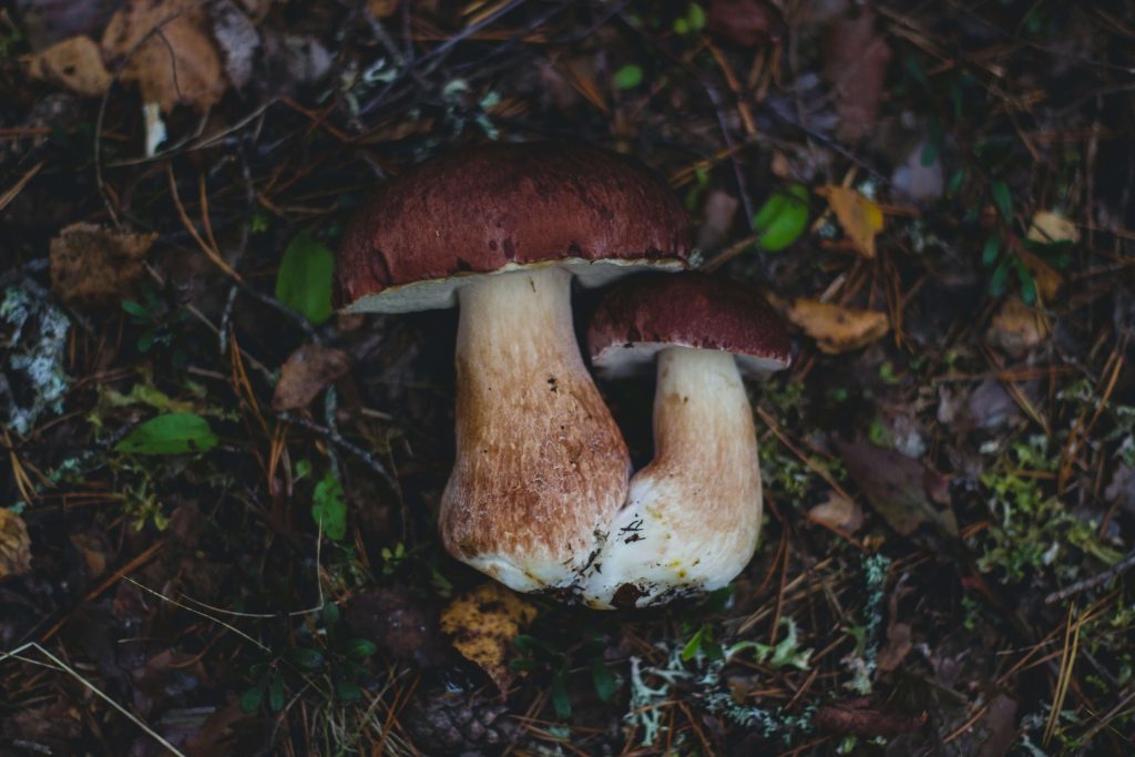 Looking for High-Quality Magic Mushrooms? Choose Shroom Store Canada Amazonian Cubensis at Shroom Store Canada
