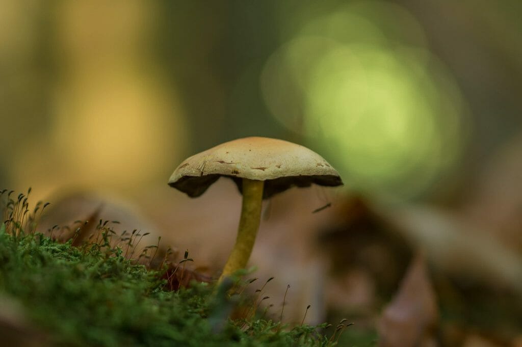 psilocybe cubensis at Shroom Store Canada