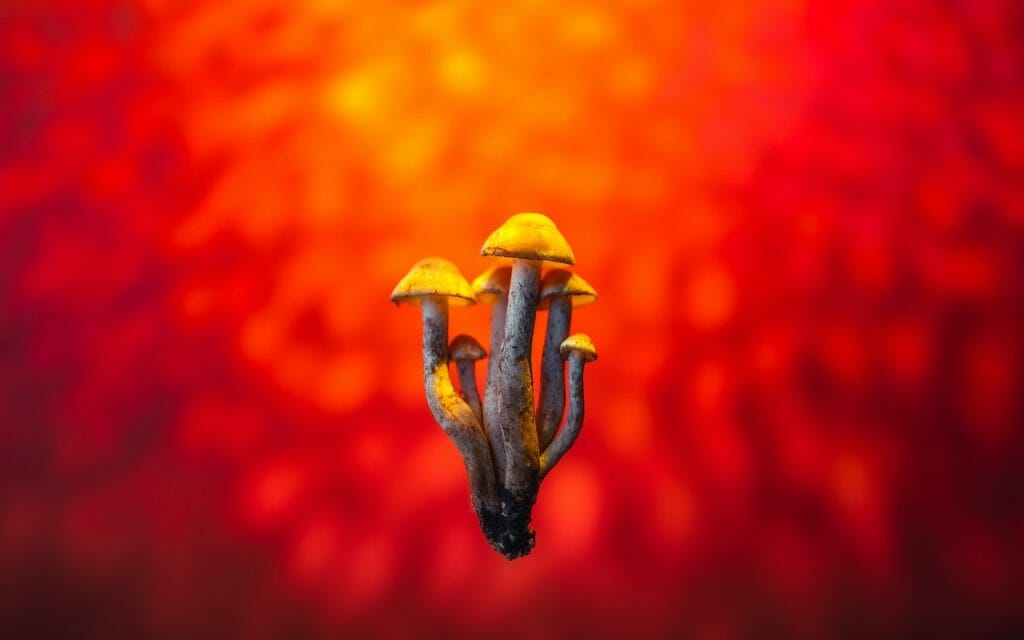 Uncovering the Psychedelic Potential of LSD Edibles lsd edibles