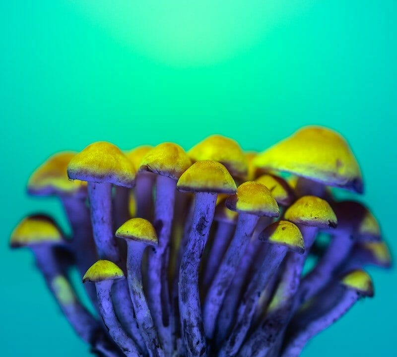 LSD Edibles | Shroom Store Canada