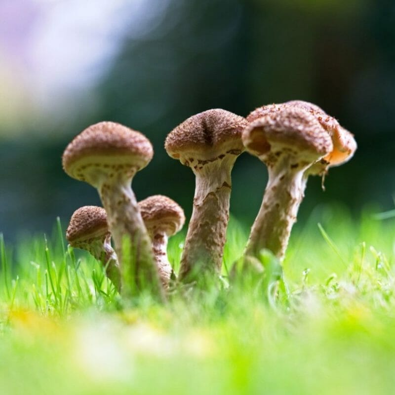 Mushroom Dispensary | Shroom Store Canada