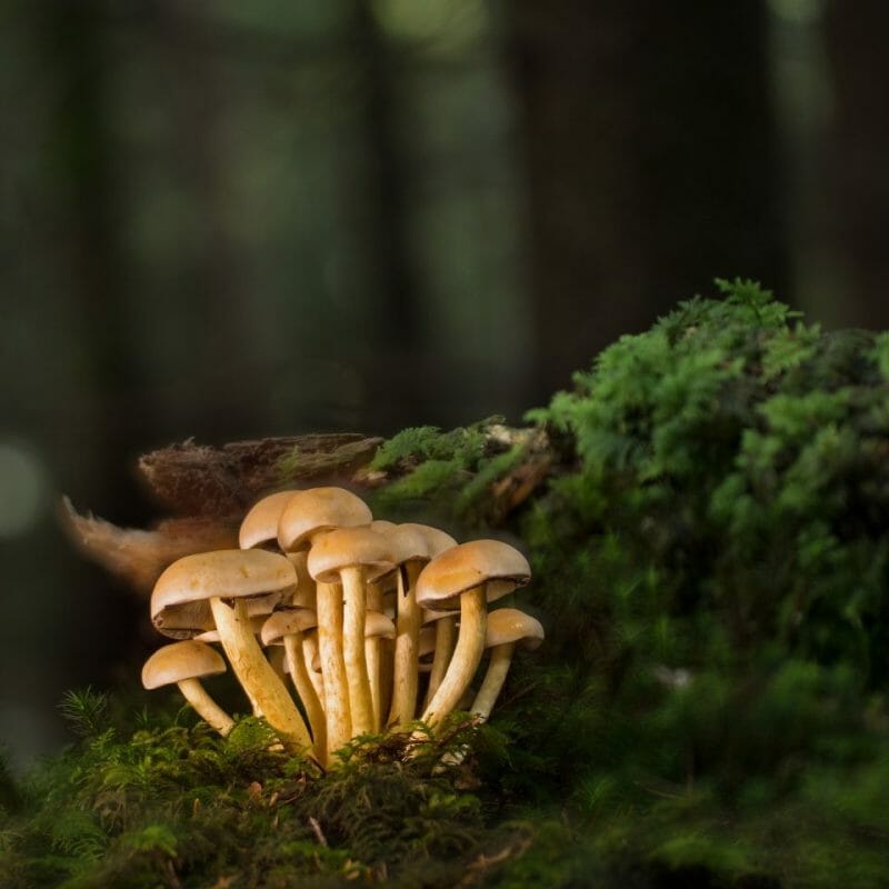 Strongest Mushroom Strains | Shroom Store Canada