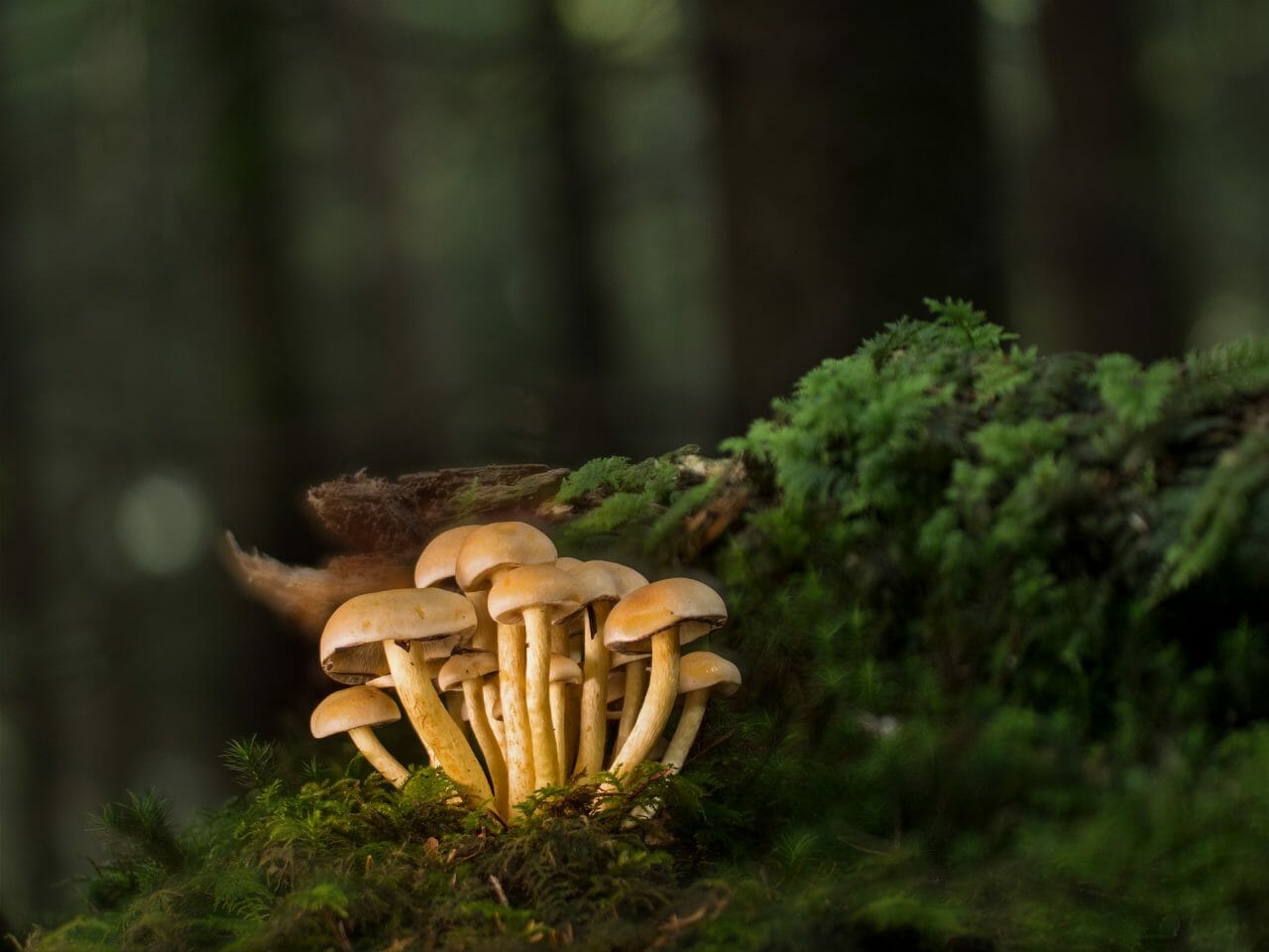Ranking of the Most Potent Magic Mushrooms in Descending Order
