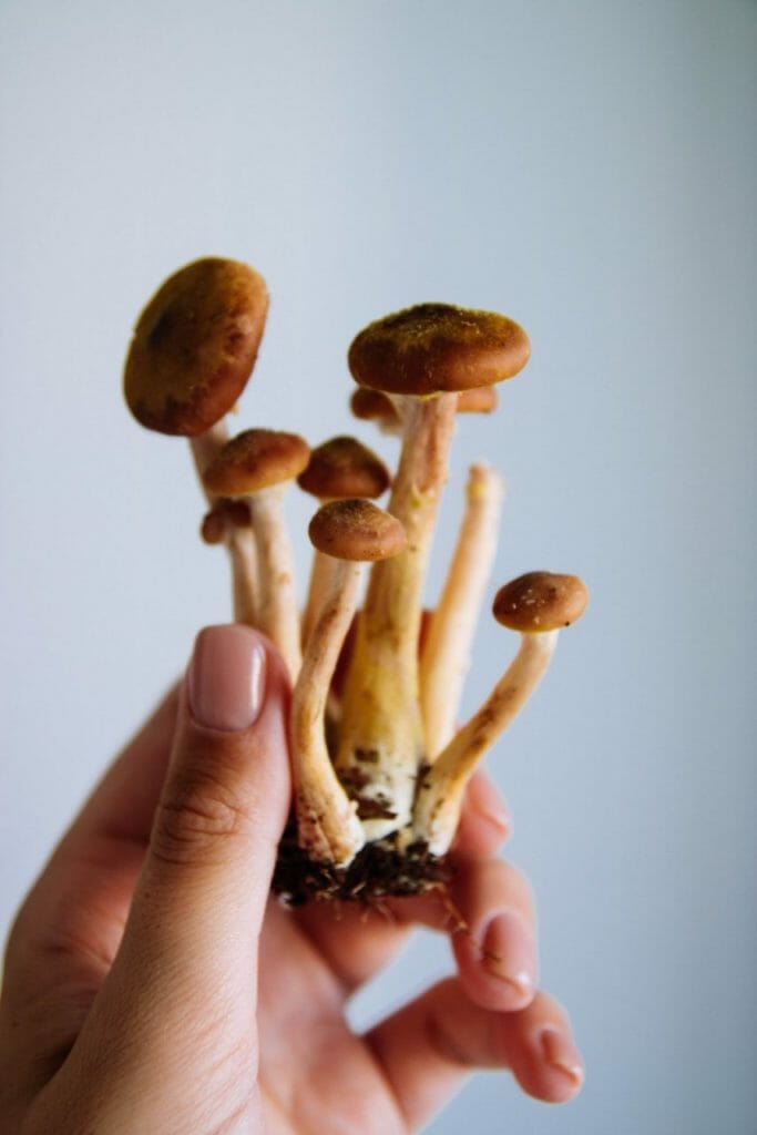 The Numerous Benefits of Magic Mushrooms Beyond Physical Health Mushroom dispensary benefits