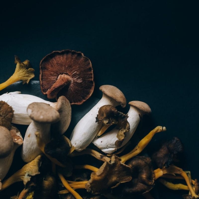 Dried Shrooms | Shroom Store Canada