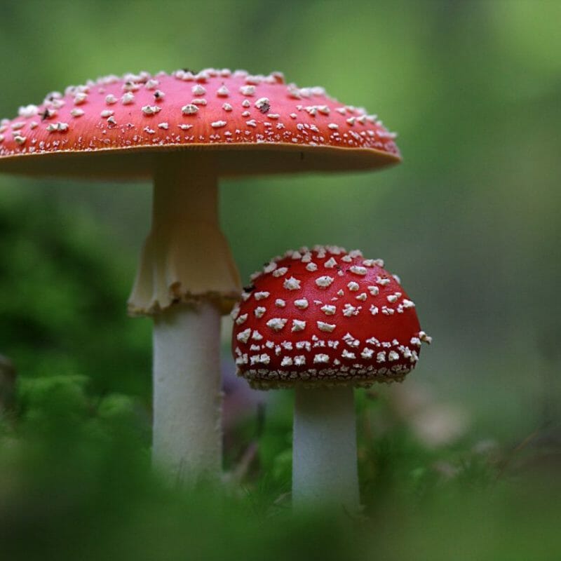 Magic Mushrooms Canada | Shroom Store Canada