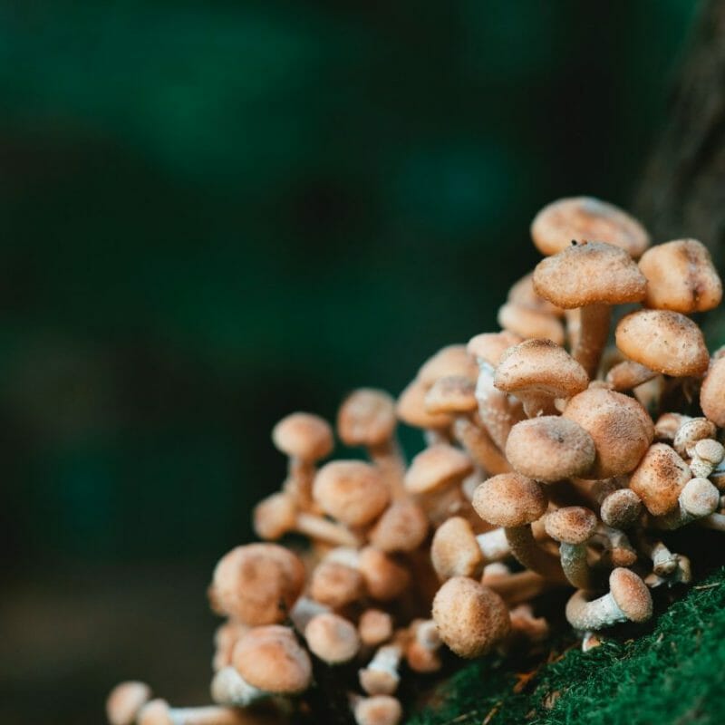 Mushroom Dispensary - Zoomies | Shroom Store Canada