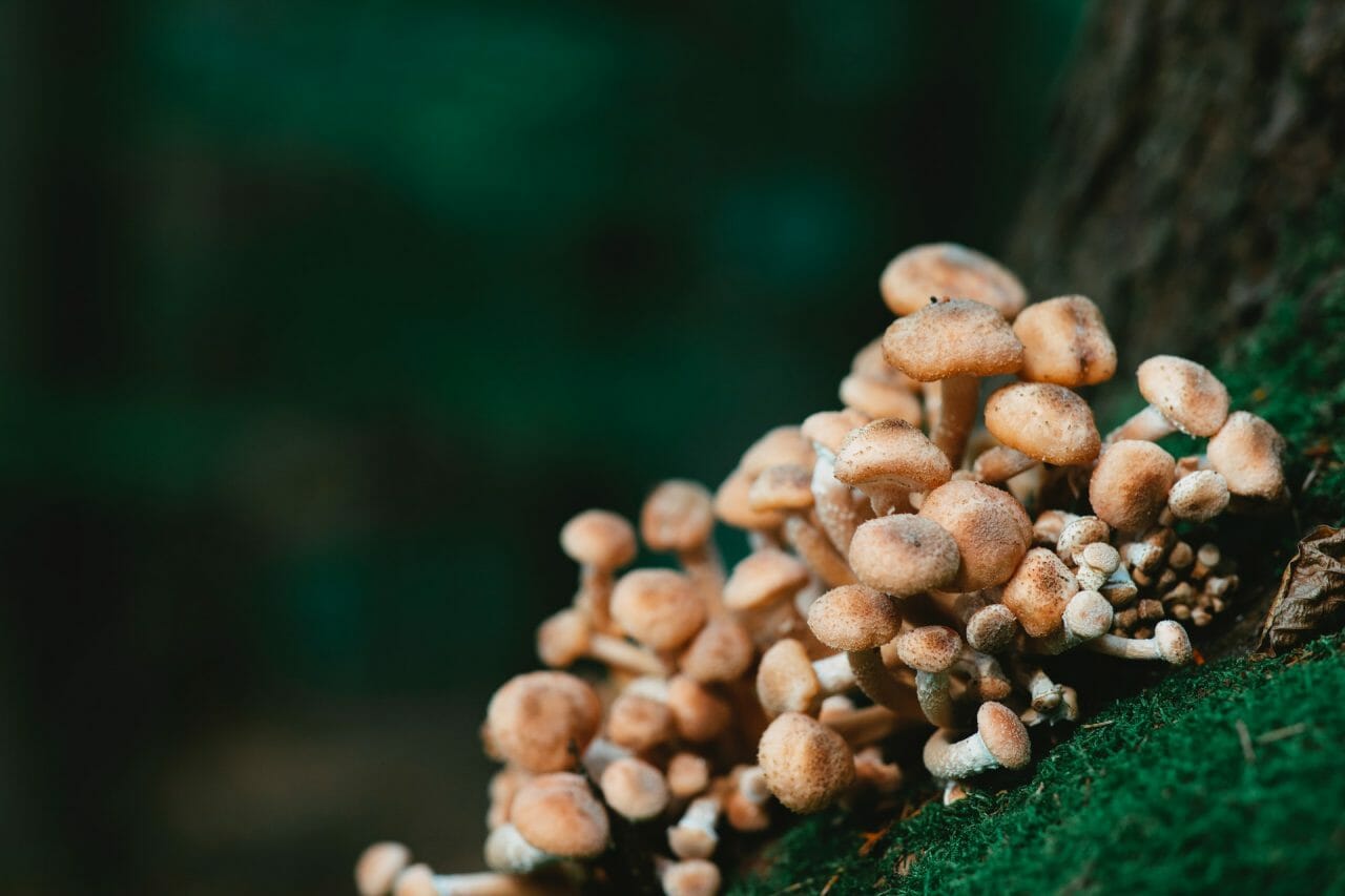 The Role of Mushroom Dispensary in Depression Treatment
