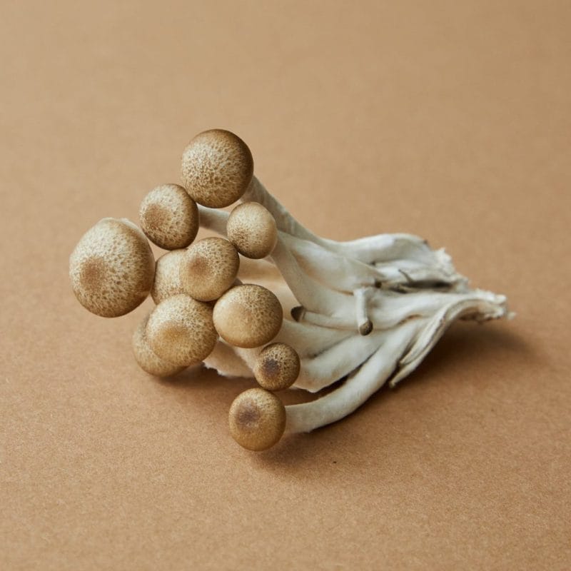 strongest mushroom strain | Shroom Store Canada