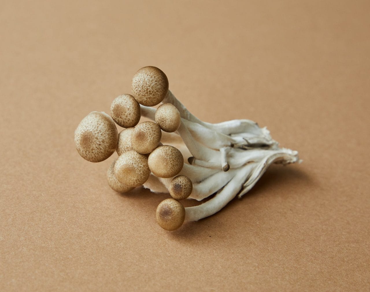 Delving Deeper into Penis Envy: An In-Depth Examination of the Most Potent Mushroom Strain
