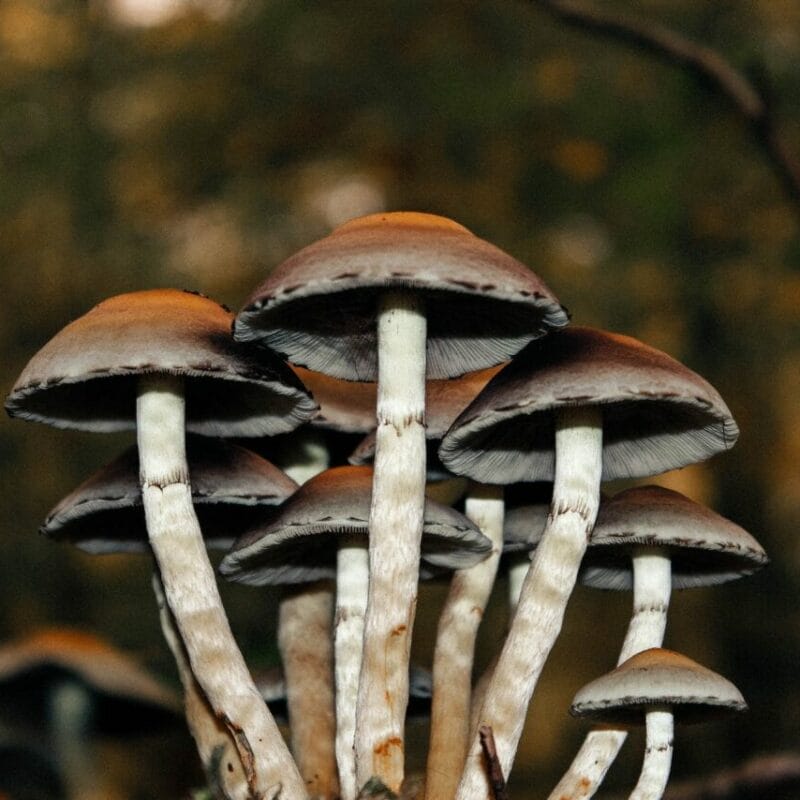 Microdose Mushrooms | Shroom Store Canada