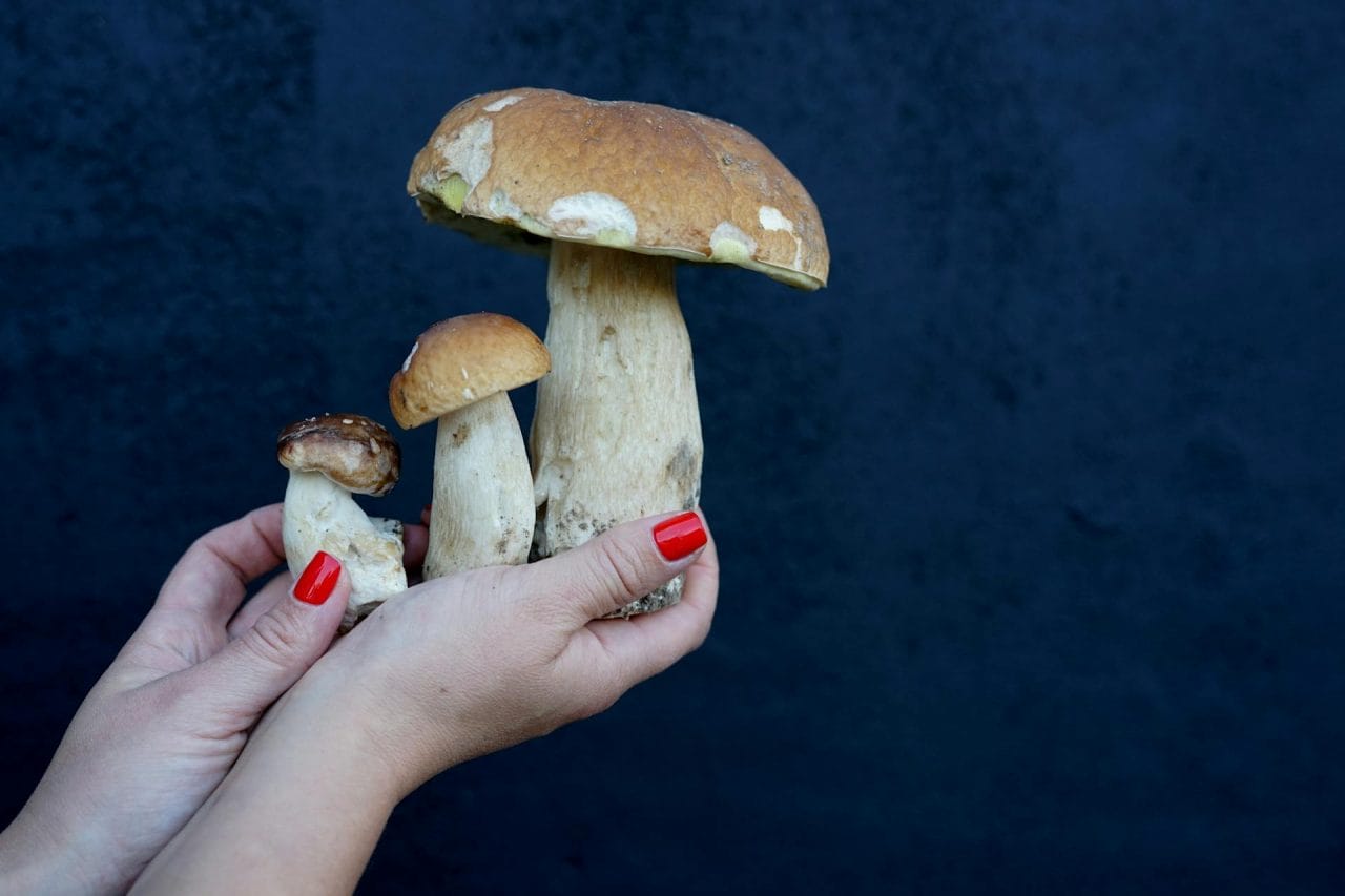 Five Essential Mushrooms to Try in Your Vicinity