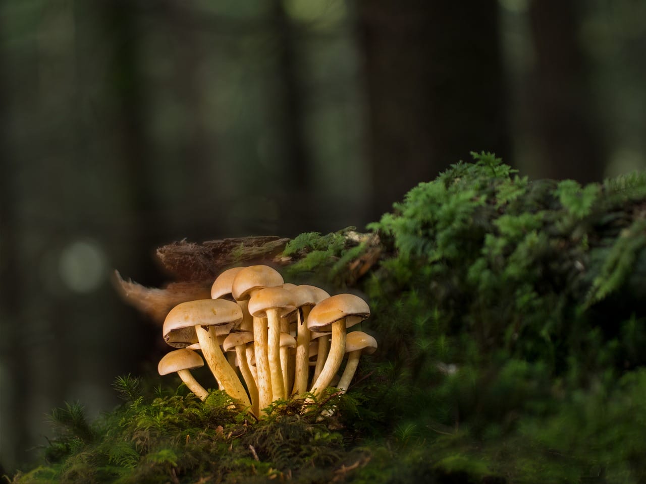 Purchase Mushrooms Online and Explore an Array of Delectable Mushroom Varieties