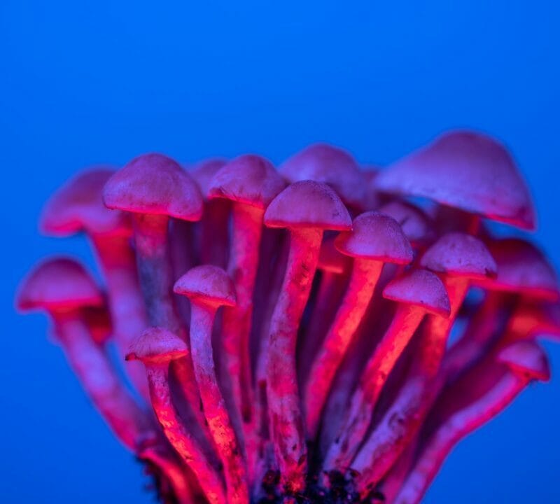 Shrooms Delivery in Canada | Shroom Store Canada