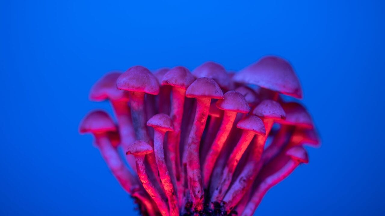 Delivery of Shrooms for Cognitive Boosting: Investigating the Advantages of Nootropics