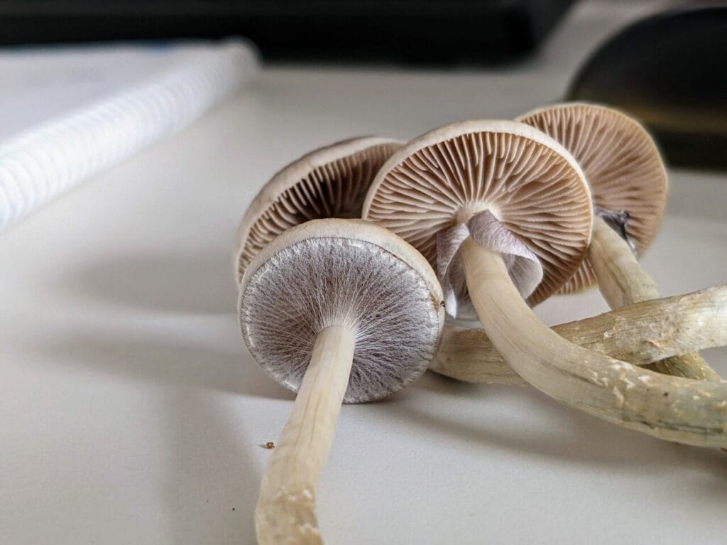 Magic Mushrooms at Shroom Store Canada