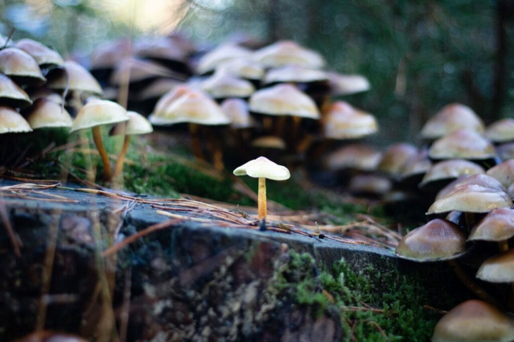 Shroom Delivery at Shroom Store Canada
