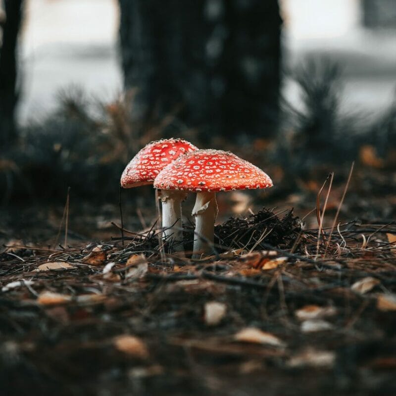 Shroom online delivery at Zoomies Canada | Shroom Store Canada