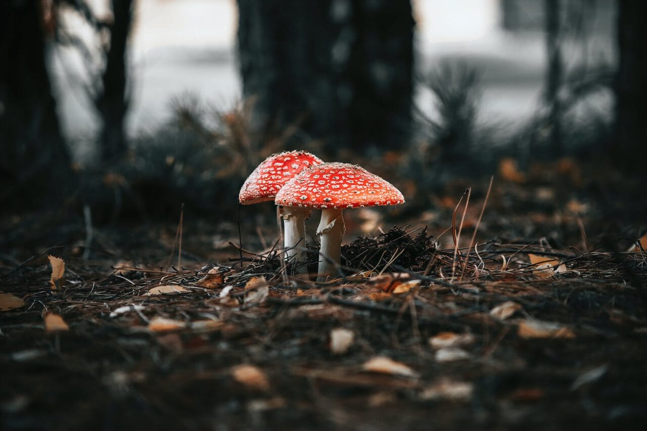 The Evolution of Psilocybin: Its Manufacturing, Investigation, and Prospective Course