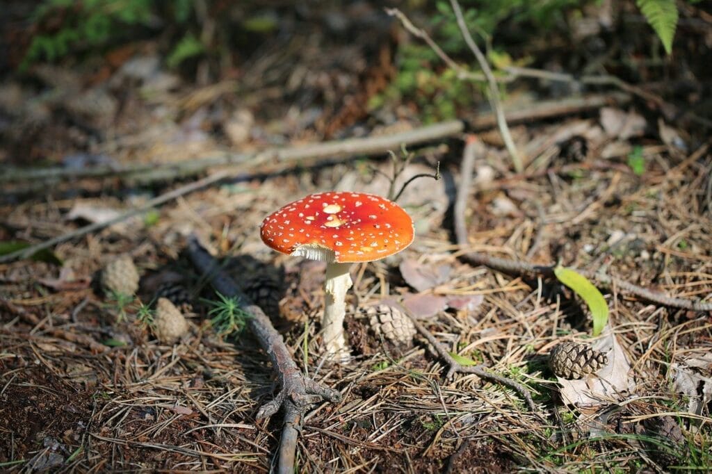 Shrooms Online Psilocybin Via Shroom Online Must Be Part of Healthcare Shrooms Online