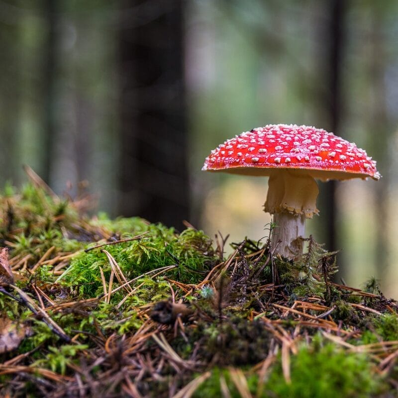 Shrooms Online in Canada | Shroom Store Canada