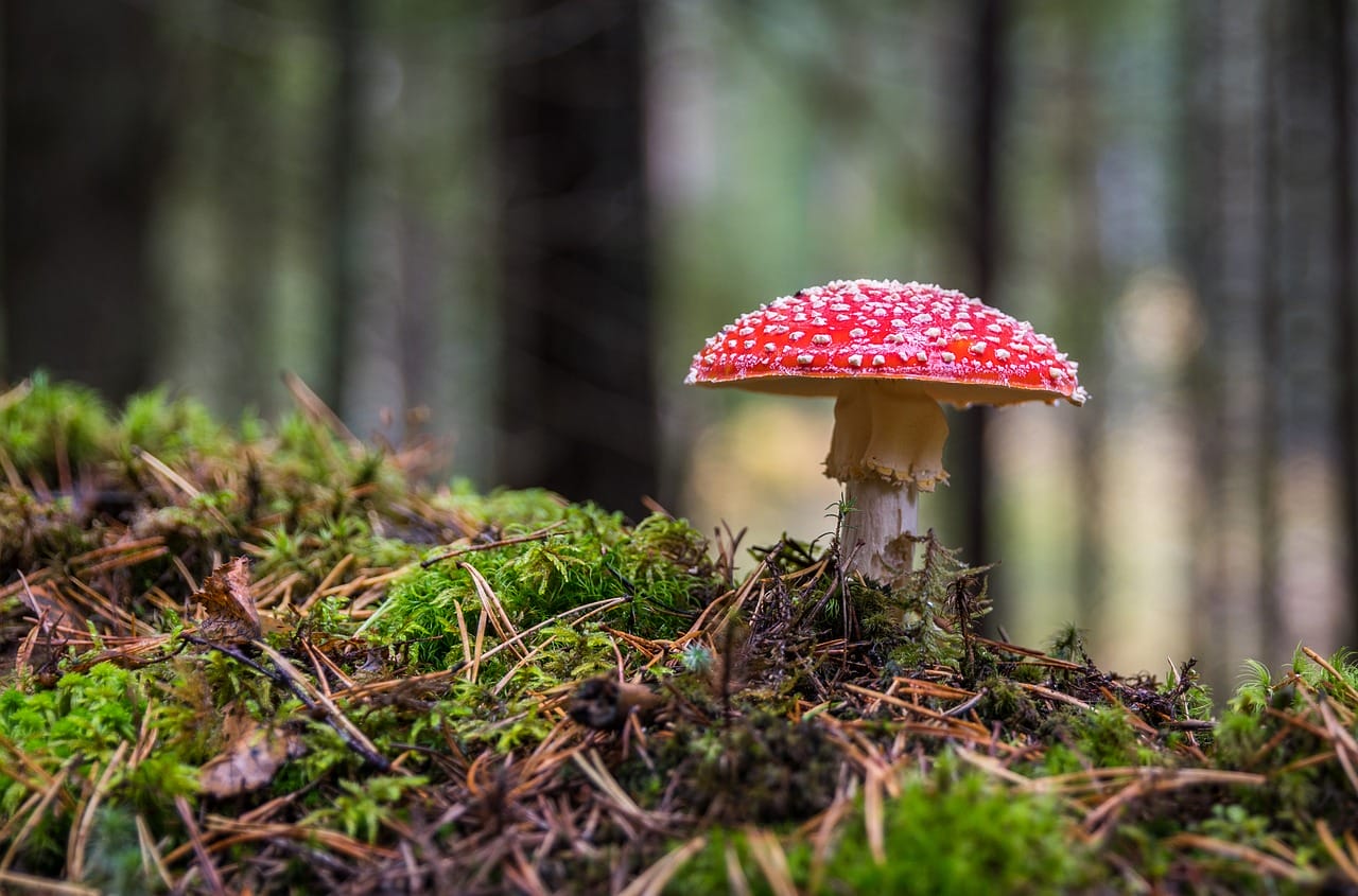 The Essential Role of Psilocybin in Canada’s Healthcare System