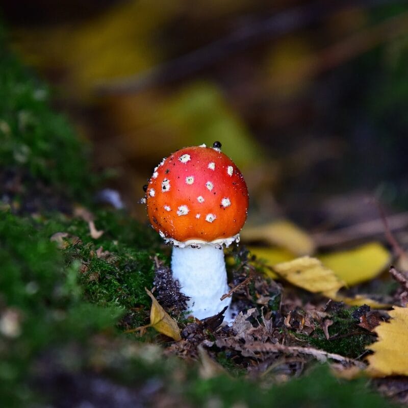 buy LSD online in Canada | Shroom Store Canada